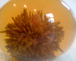 Photo looks like sea urchin